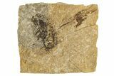 Oligocene Fossil Fish (Clupea sardinites) - Poland #320597-1